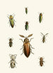 The Oriental Entomology Cabinet Pl XXXVI - John Obadiah Westwood — artwork view