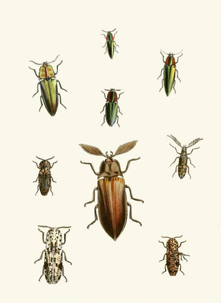 The Oriental Entomology Cabinet Pl XXXVI - John Obadiah Westwood — artwork view