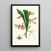 The Oriental Entomology Cabinet Pl XXXV - John Obadiah Westwood — framed artwork on a wall