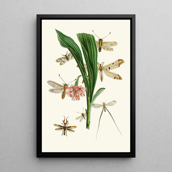 The Oriental Entomology Cabinet Pl XXXV - John Obadiah Westwood — framed artwork on a wall