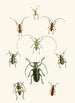The Oriental Entomology Cabinet Pl XXX - John Obadiah Westwood — artwork view