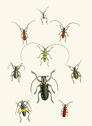The Oriental Entomology Cabinet Pl XXX - John Obadiah Westwood — artwork view