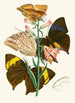 The Oriental Entomology Cabinet Pl XX - John Obadiah Westwood — artwork view