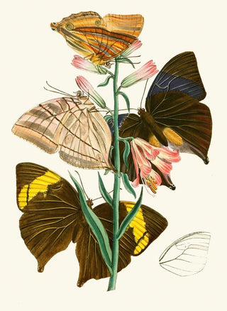 The Oriental Entomology Cabinet Pl XX - John Obadiah Westwood — artwork view