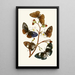 The Oriental Entomology Cabinet X - John Obadiah Westwood — framed artwork on a wall