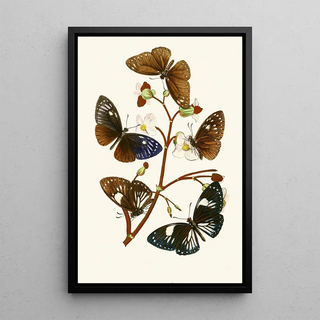 The Oriental Entomology Cabinet X - John Obadiah Westwood — framed artwork on a wall