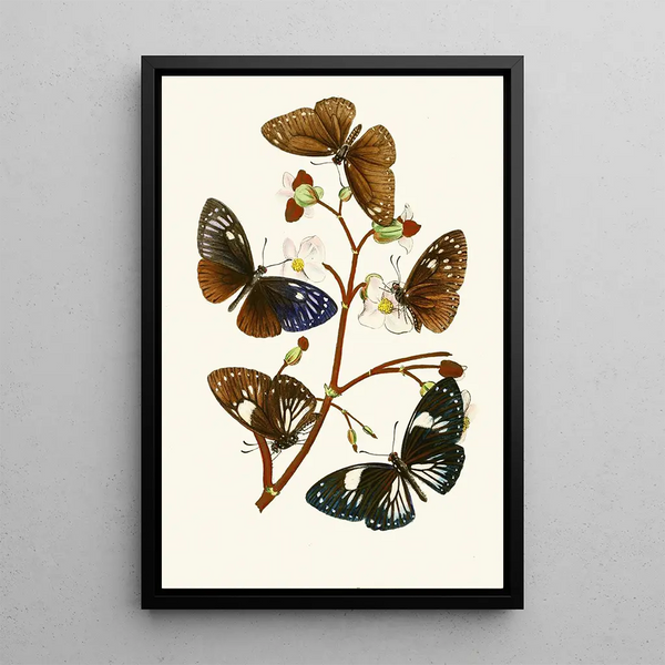 The Oriental Entomology Cabinet X - John Obadiah Westwood — framed artwork on a wall