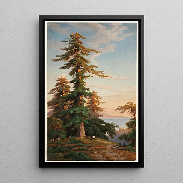 Sequoias Santa Cruz Mts Cal - John Ross Key — framed artwork on a wall