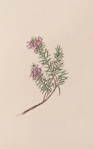John Stevens Henslow - Dwarf Heath.webp