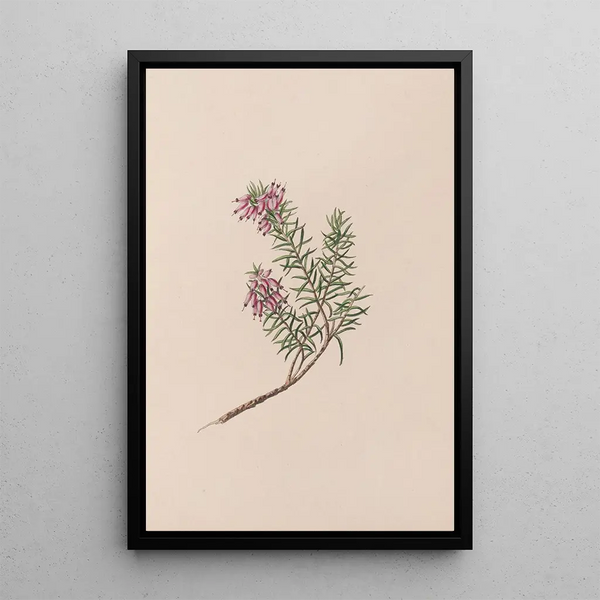 Bruyère naine - John Stevens Henslow — framed artwork on a wall