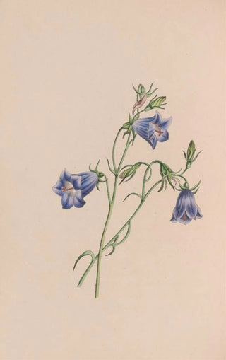Immortelle - John Stevens Henslow — artwork view
