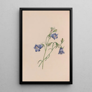 Immortelle - John Stevens Henslow — framed artwork on a wall