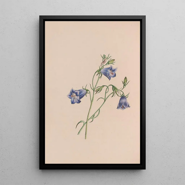 Immortelle - John Stevens Henslow — framed artwork on a wall