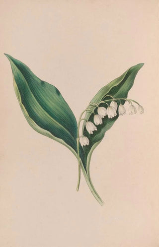 Myosotis - John Stevens Henslow — artwork view