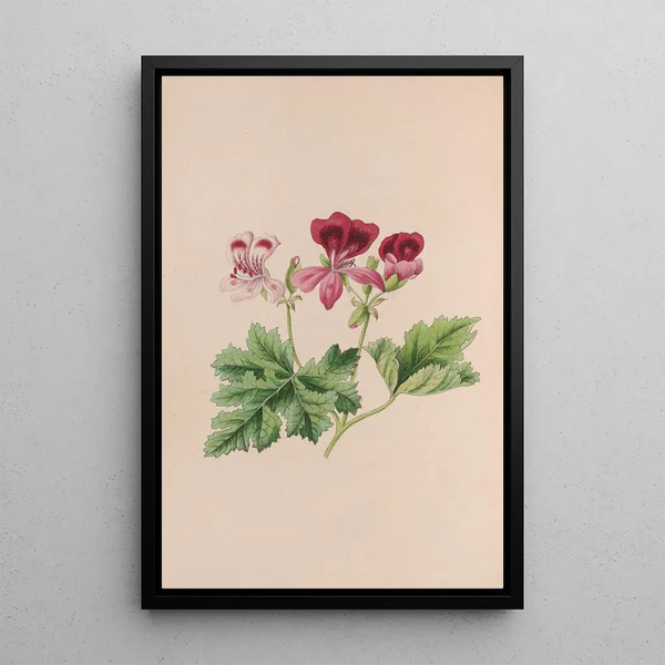 Campanule - John Stevens Henslow — framed artwork on a wall