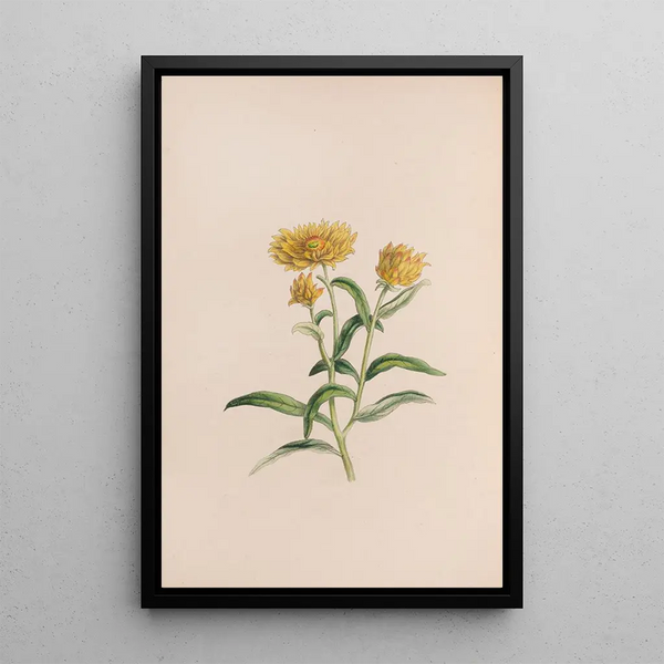 Jasmin - John Stevens Henslow — framed artwork on a wall