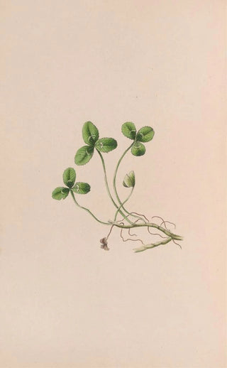 Lily of the valley - John Stevens Henslow — artwork view