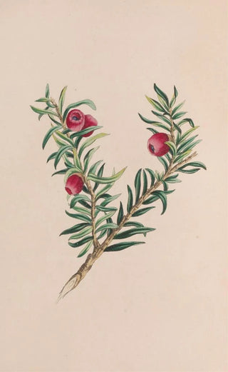 Mousse - John Stevens Henslow — artwork view