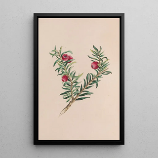 Mousse - John Stevens Henslow — framed artwork on a wall