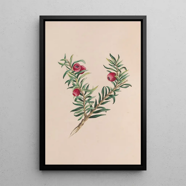 Mousse - John Stevens Henslow — framed artwork on a wall