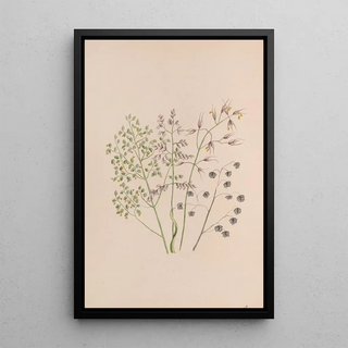 Rose mousseuse - John Stevens Henslow — framed artwork on a wall
