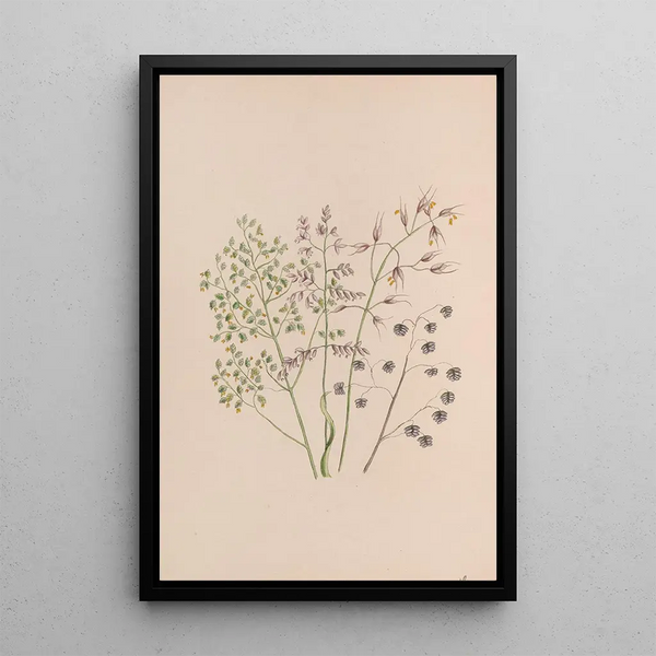 Rose mousseuse - John Stevens Henslow — framed artwork on a wall