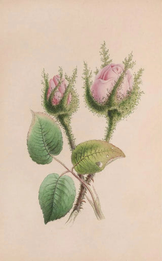 Mauve musquée - John Stevens Henslow — artwork view