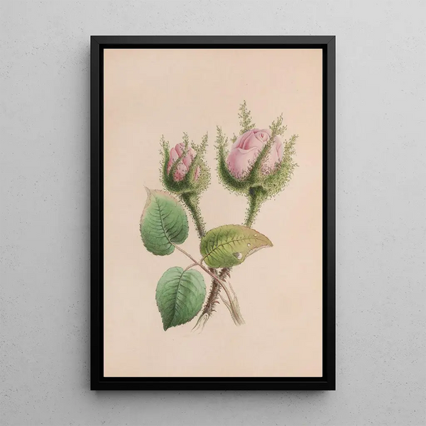 Mauve musquée - John Stevens Henslow — framed artwork on a wall
