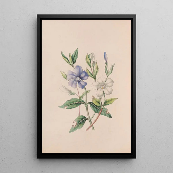 Pervenche - John Stevens Henslow — framed artwork on a wall