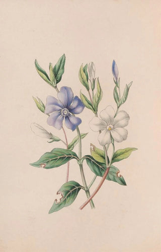 Pervenche - John Stevens Henslow — artwork view