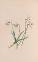 Snowdrop Painting - John Stevens Henslow — artwork view
