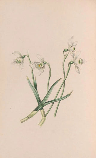 Snowdrop Painting - John Stevens Henslow — artwork view