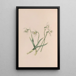 Snowdrop Painting - John Stevens Henslow — framed artwork on a wall