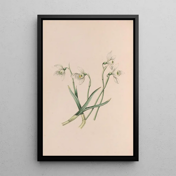 Snowdrop Painting - John Stevens Henslow — framed artwork on a wall
