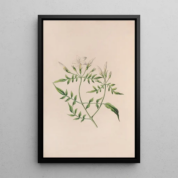 Arbousier - John Stevens Henslow — framed artwork on a wall