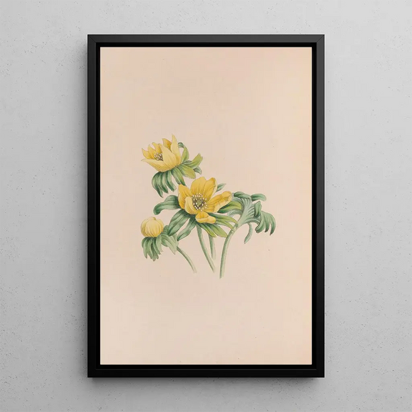 Winter Aconite - John Stevens Henslow — framed artwork on a wall
