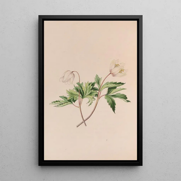 Anémone des bois - John Stevens Henslow — framed artwork on a wall