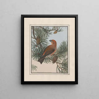 John William Lewin - Original watercolour drawings of birds and eggs Pl01.webp