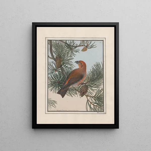 original drawings in watercolor of birds and eggs Pl01 - John William Lewin — framed artwork on a wall