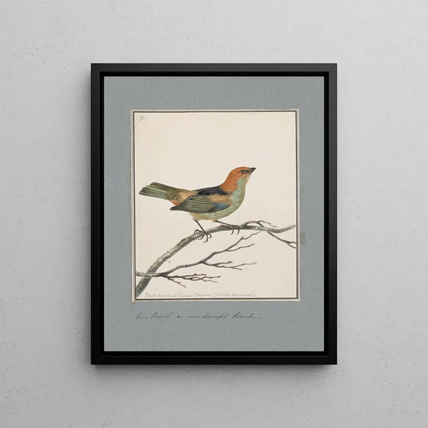 original watercolor drawings of birds and eggs Pl02 - John William Lewin — framed artwork on a wall