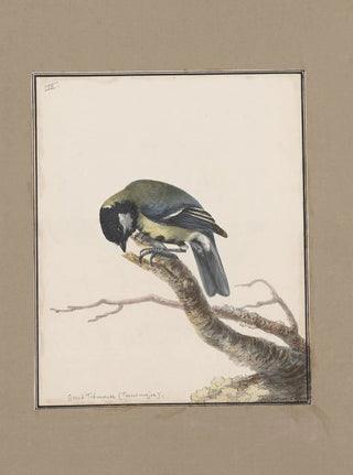 John William Lewin - Original watercolour drawings of birds and eggs Pl03.webp