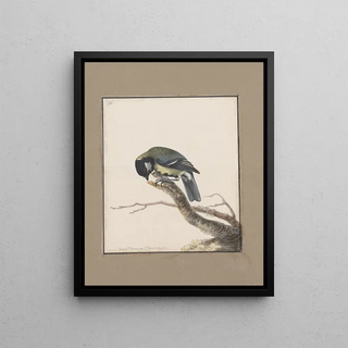 John William Lewin - Original watercolour drawings of birds and eggs Pl03.webp