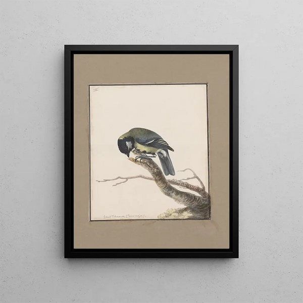 original watercolor drawings of birds and eggs Pl03 - John William Lewin — framed artwork on a wall