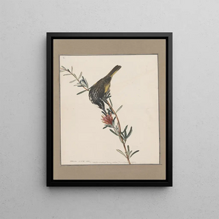 John William Lewin - Original watercolour drawings of birds and eggs Pl05.webp