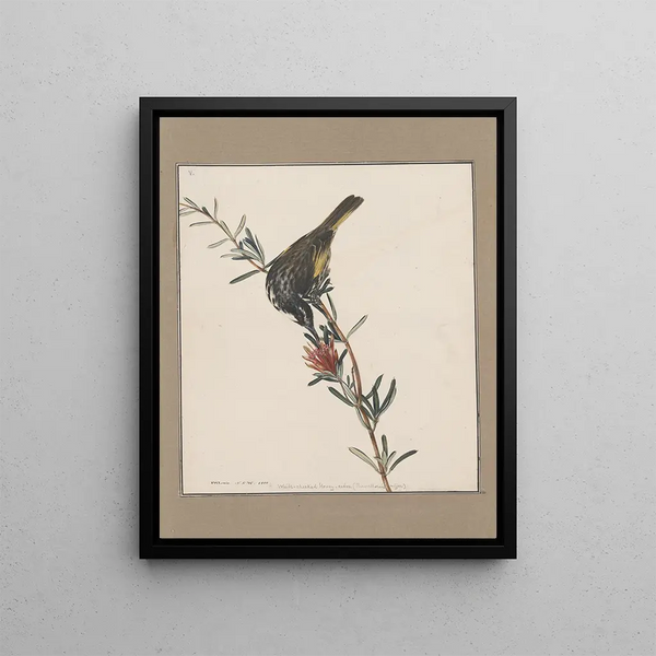 original watercolor drawings of birds and eggs Pl05 - John William Lewin — framed artwork on a wall