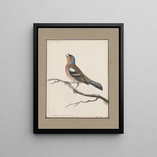 John William Lewin - Original watercolour drawings of birds and eggs Pl06.webp