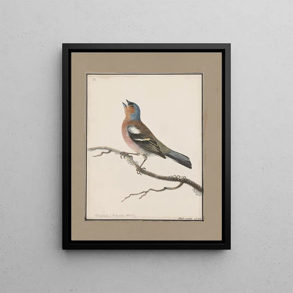 original watercolor drawings of birds and eggs Pl06 - John William Lewin — framed artwork on a wall
