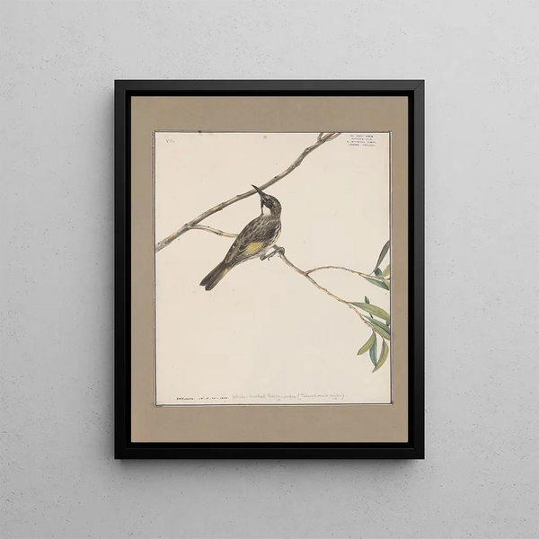 original watercolor drawings of birds and eggs Pl07 - John William Lewin — framed artwork on a wall