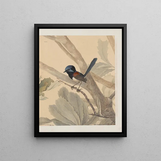 John William Lewin - Original watercolour drawings of birds and eggs Pl08.webp