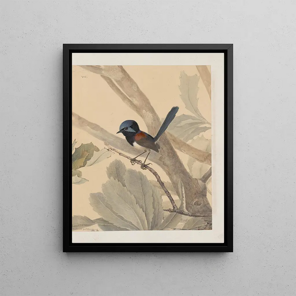 original watercolor drawings of birds and eggs Pl08 - John William Lewin — framed artwork on a wall